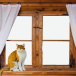 curtains-cat